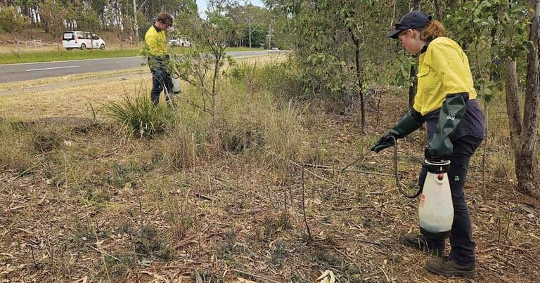 Poisonous Weed Threat Grows Across Western Sydney