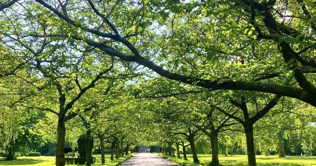 Feedback Invited on Wilberforce Park's Management Plan
