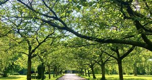 Feedback Invited on Wilberforce Park's Management Plan