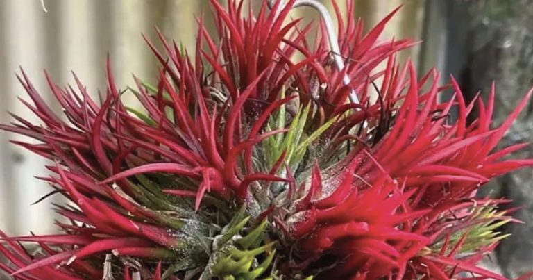 Bromeliad Plants